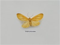 藏品(夜蛾3)的圖片